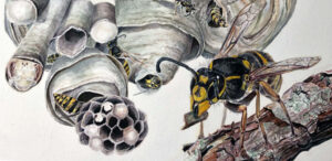 Bi bygger sit bo Studie akvarel
