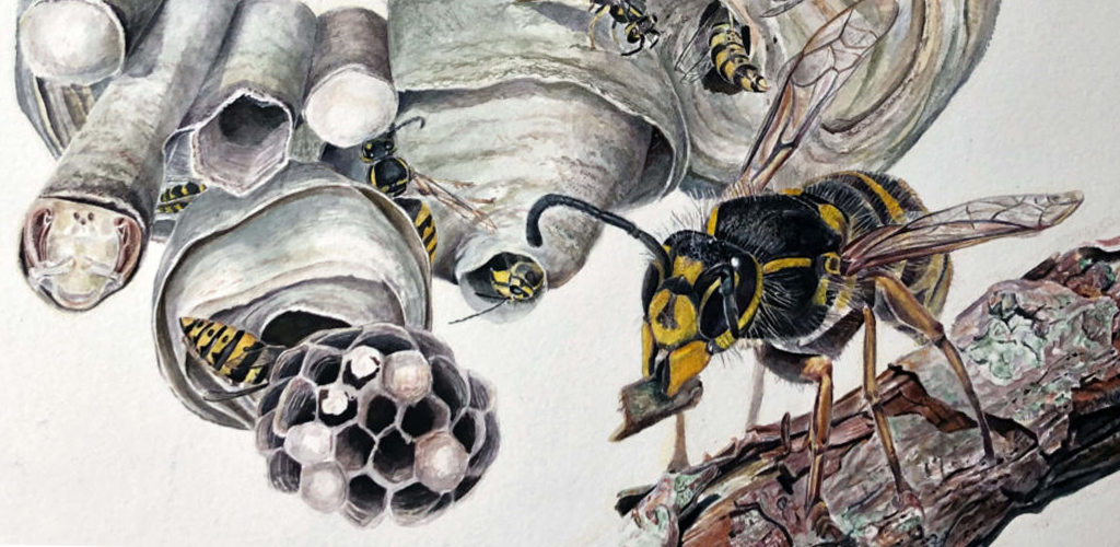 Bi bygger sit bo Studie akvarel
